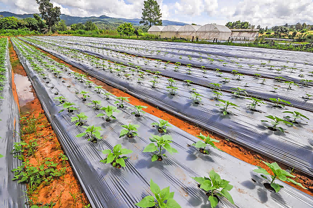 202408031620251 202408031620251